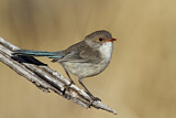 Image. Splendid Fairywren