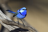 Image. Splendid Fairywren