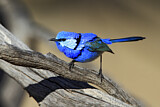 Image. Splendid Fairywren