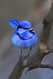 Image. Splendid Fairywren