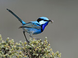 Image. Splendid Fairywren