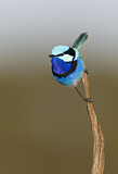 Image. Splendid Fairywren