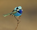 Image. Splendid Fairywren