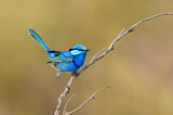 Image. Splendid Fairywren