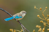 Image. Splendid Fairywren