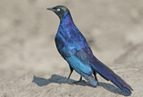 Image. Splendid Starling