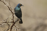 Image. Splendid Starling
