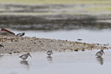Image. Spoon-billed Sandpiper & Dunlin