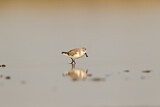 Image. Spoon-billed Sandpiper
