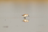 Image. Spoon-billed Sandpiper
