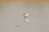 Image. Spoon-billed Sandpiper