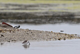 Image. Spoon-billed Sandpiper