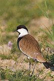 Image. Spornkiebitz