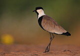 Image. Spornkiebitz
