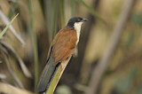 Image. Spornkuckuck