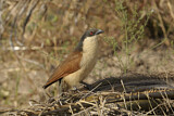 Image. Spornkuckuck