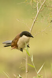 Image. Spornkuckuck