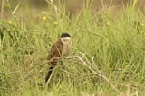 Image. Spornkuckuck