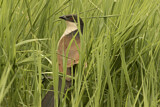 Image. Spornkuckuck