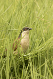 Image. Spornkuckuck