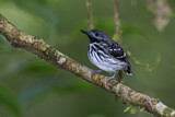 Image. Spot-backed Antbird