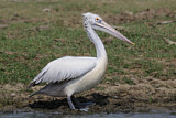Image. Spot-billed Pelican