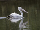 Image. Spot-billed Pelican