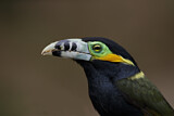 Image. Spot-billed Toucanet