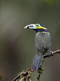 Image. Spot-billed Toucanet