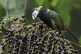 Image. Spot-billed Toucanet
