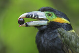 Image. Spot-billed Toucanet