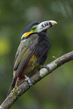Image. Spot-billed Toucanet