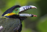Image. Spot-billed Toucanet