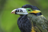 Image. Spot-billed Toucanet