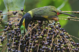 Image. Spot-billed Toucanet