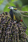 Image. Spot-billed Toucanet
