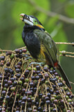 Image. Spot-billed Toucanet