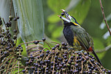 Image. Spot-billed Toucanet