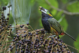 Image. Spot-billed Toucanet