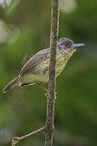 Image. Spot-breasted Antvireo