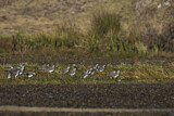 Image. Spot-breasted Lapwing