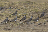 Image. Spot-breasted Lapwing