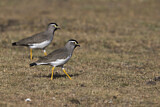 Image. Spot-breasted Lapwing