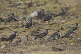 Image. Spot-breasted Lapwing