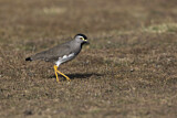 Image. Spot-breasted Lapwing
