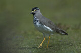 Image. Spot-breasted Lapwing
