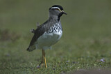 Image. Spot-breasted Lapwing