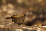 Image. Spot-breasted Laughingthrush
