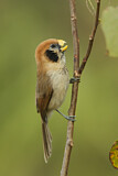 Image. Spot-breasted Parrotbill