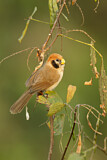 Image. Spot-breasted Parrotbill